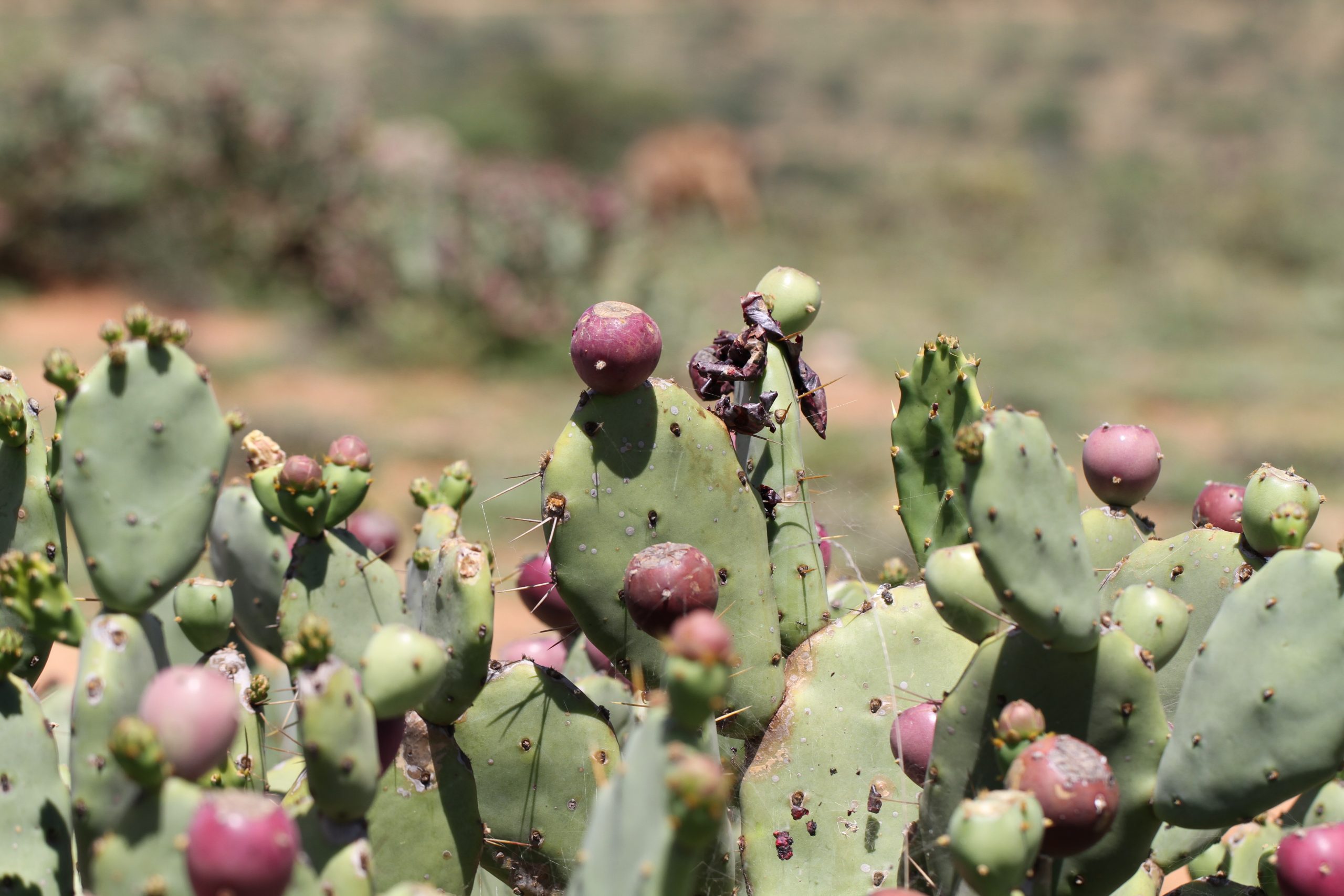 an invasive cactus amongst a landscape