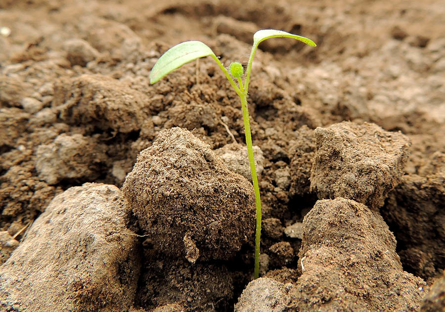 a plant shoot emerging from a plot of soil