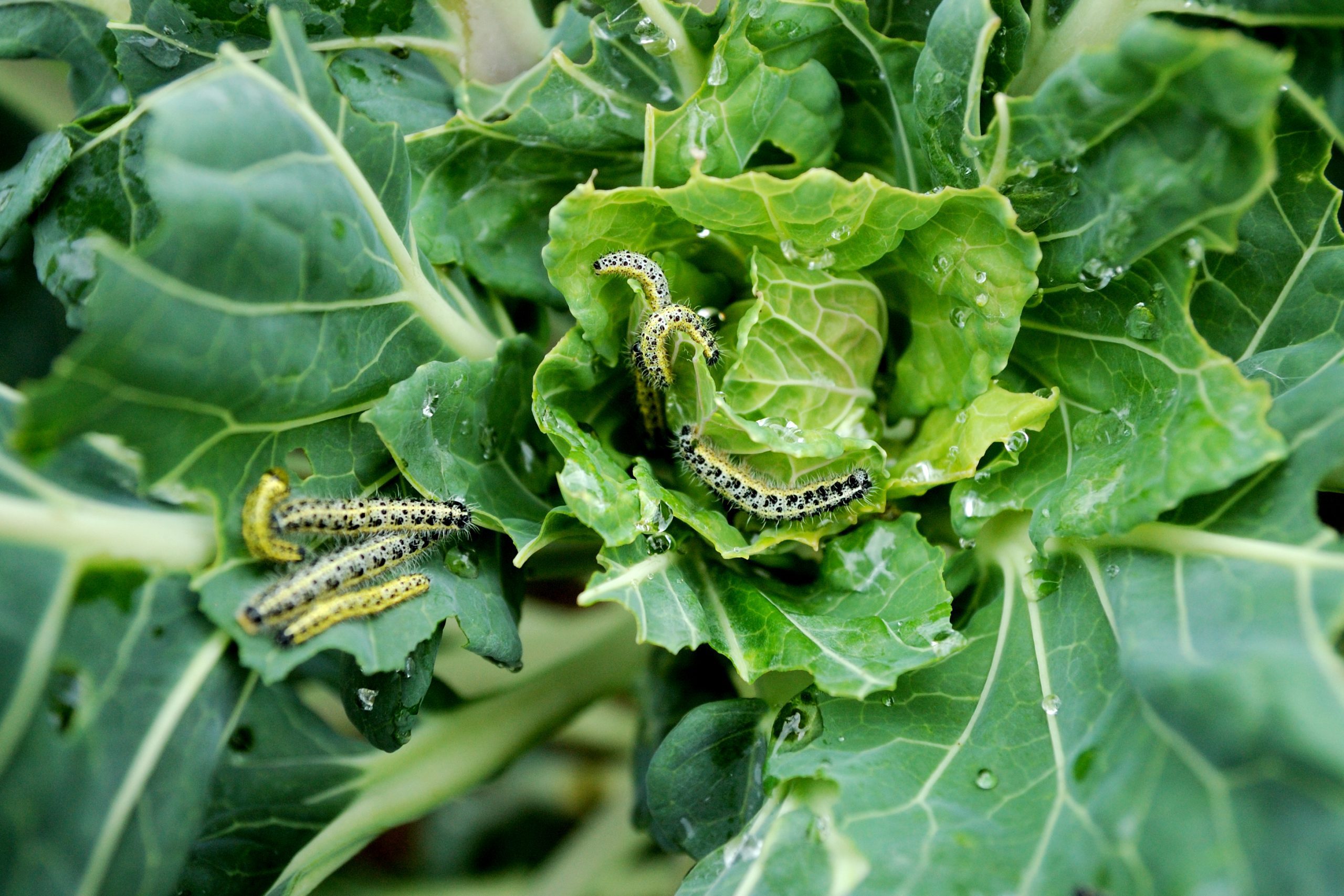 group of caterpillars feeding on a crop which is showing feeding damage on its leaves