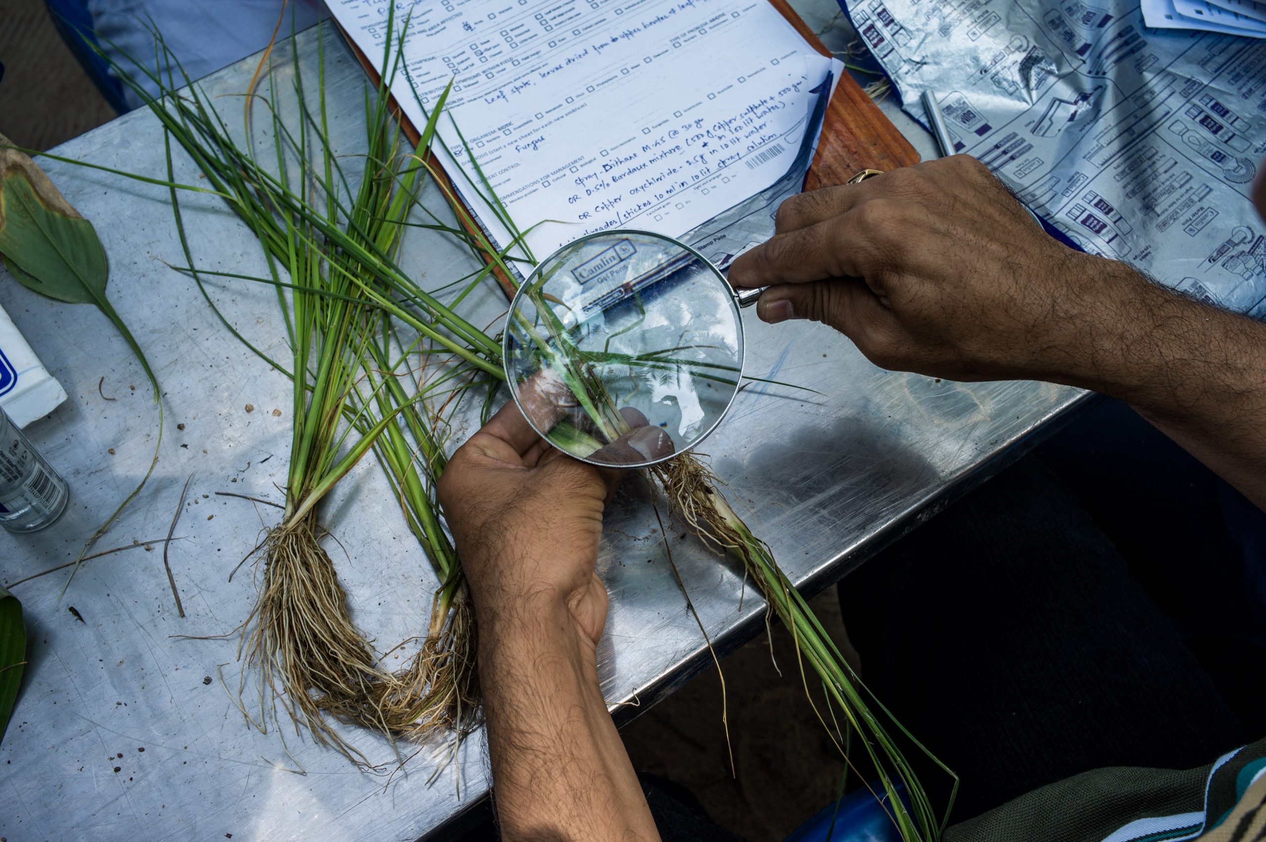 crop health advisor looking at a sample of a crop through a magnifying glass